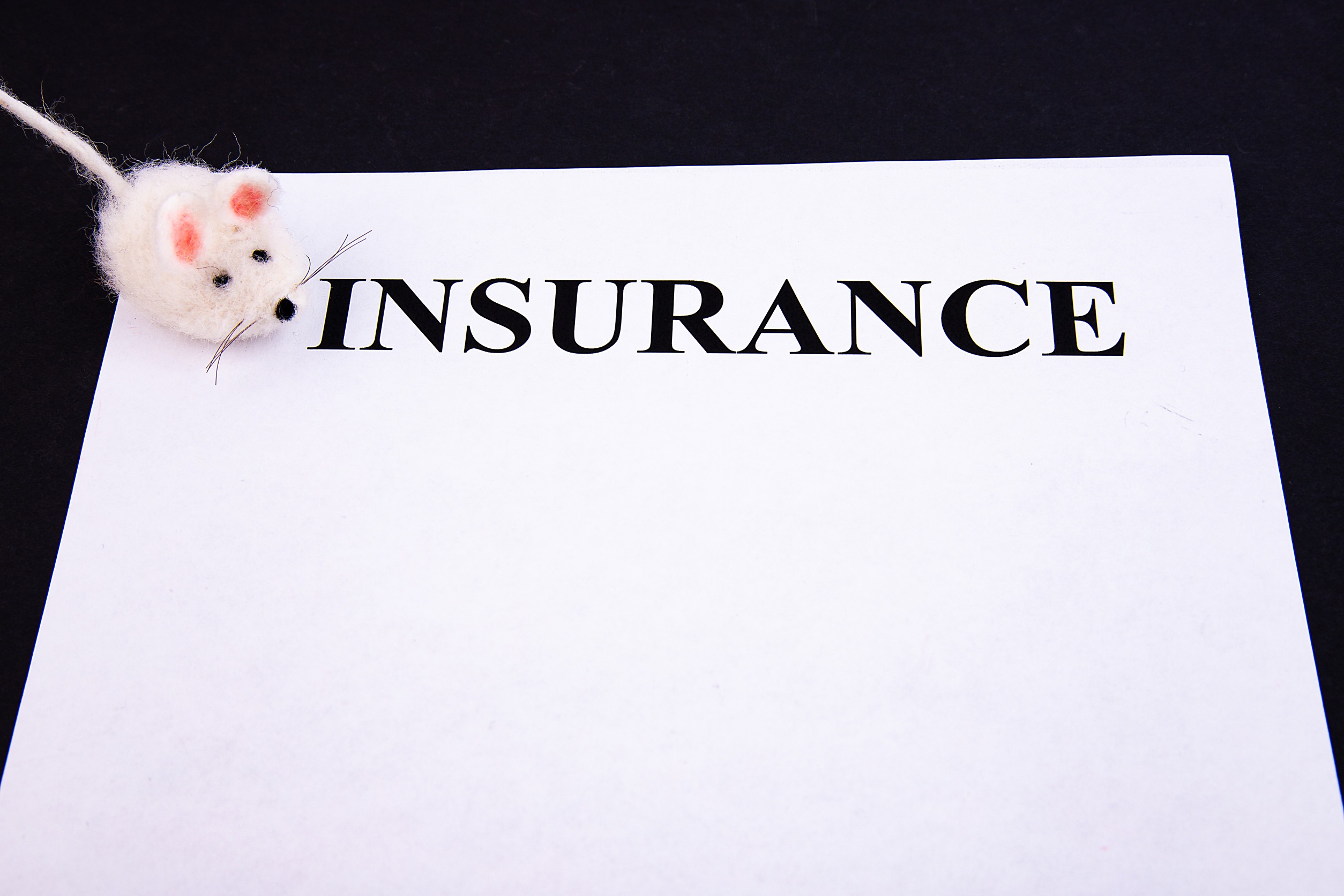 A toy white mouse with pink ears sits on the corner of a white paper with the bold word